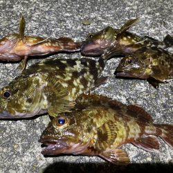 太刀魚撃沈　根魚爆釣