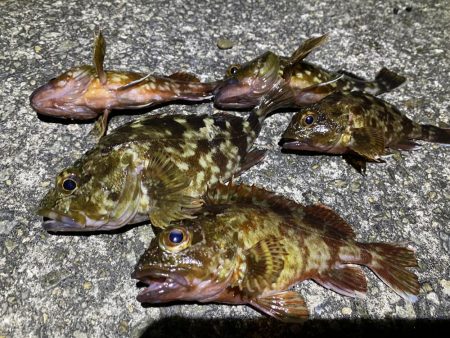 太刀魚撃沈　根魚爆釣