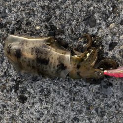 アオリイカ 今年一のサイズ