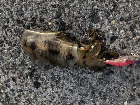 アオリイカ　今年一のサイズ