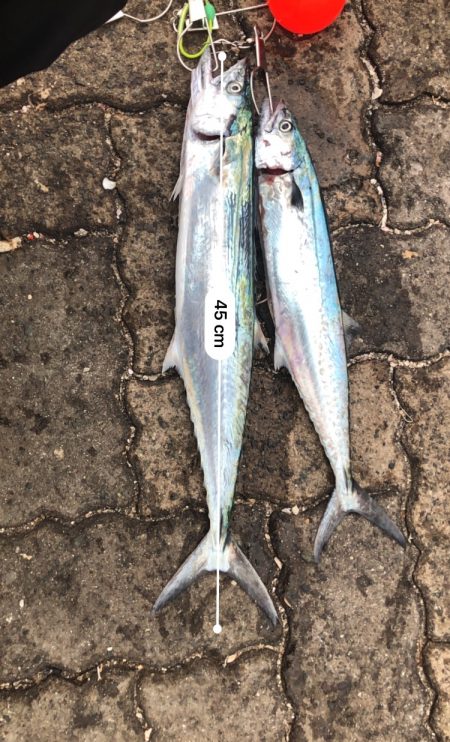 帰ってきたサゴシ