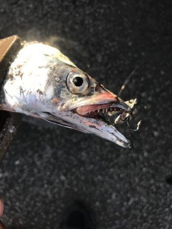 朝マズメの太刀魚釣り