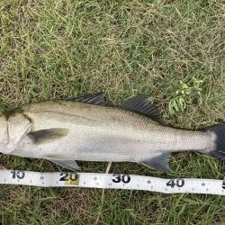 シーバスデイゲーム