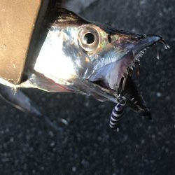 朝マズメの太刀魚釣り