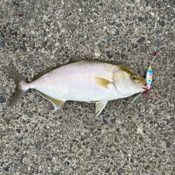 ルアーでカンパチ