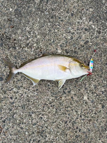 ルアーでカンパチ