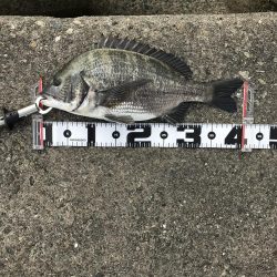 激シブの中、なんとかチヌ1枚