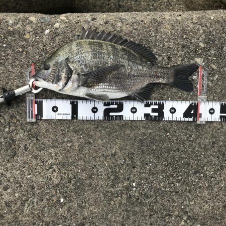 激シブの中、なんとかチヌ1枚