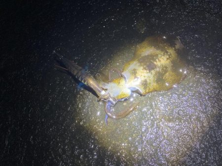 アオリイカ 、シーバス、青物