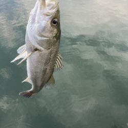 たまたま時合いかな?