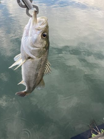 たまたま時合いかな？