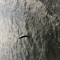 サバは裏切らない