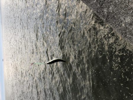 サバは裏切らない