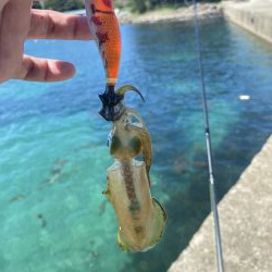 アオリ新子遊び