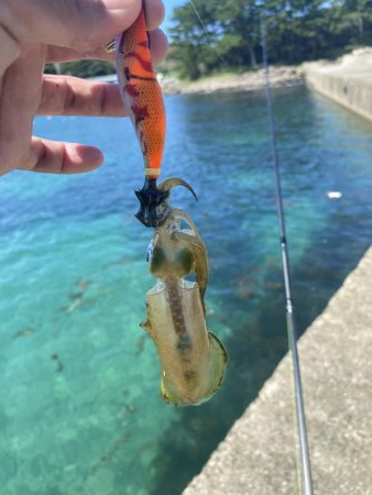 アオリ新子遊び