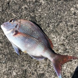 本命が釣れない