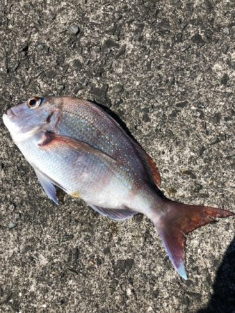 本命が釣れない