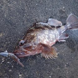 よく釣れました!