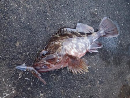 よく釣れました！