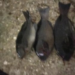 18時から20時間入れ食い