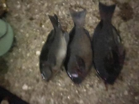 18時から20時間入れ食い