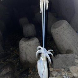 今日、風吹く予報?