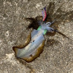 アオリイカ　自身、今季最大サイズ