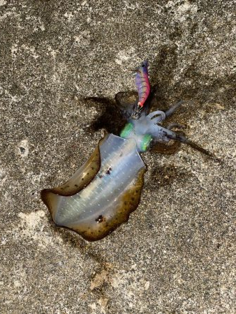 アオリイカ　自身、今季最大サイズ