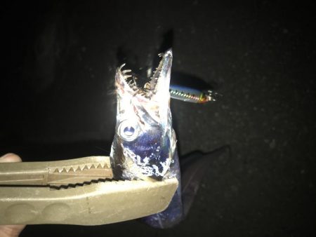 夕マズメの太刀魚釣り