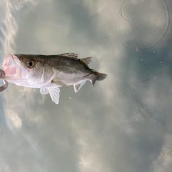 秋のデイゲーム