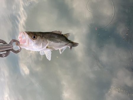 秋のデイゲーム