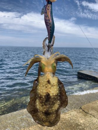 コロッケサイズ☆成長してますね♪