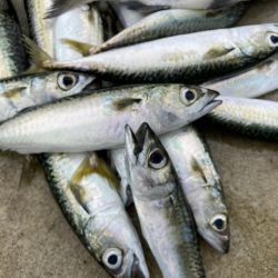 鳴尾浜海釣り公園にて