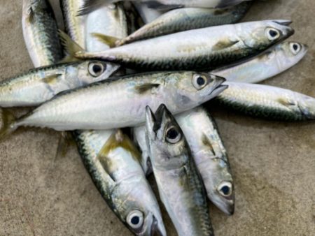 鳴尾浜海釣り公園にて