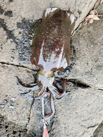 爆風&ウネリ釣行