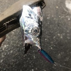 朝マズメの太刀魚釣り