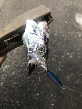 朝マズメの太刀魚釣り