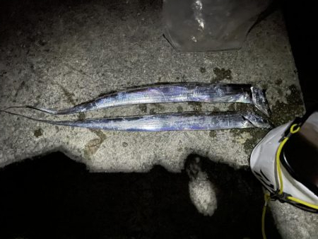 リベンジタチウオ