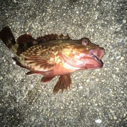 価値ある中アジ