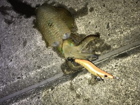 ダイソーエギスパートでイカ釣れます！！