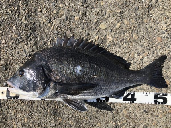 イチノ兄弟、釣果！