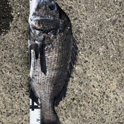 イチノ兄弟、釣果！