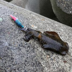 アオリイカエギング③