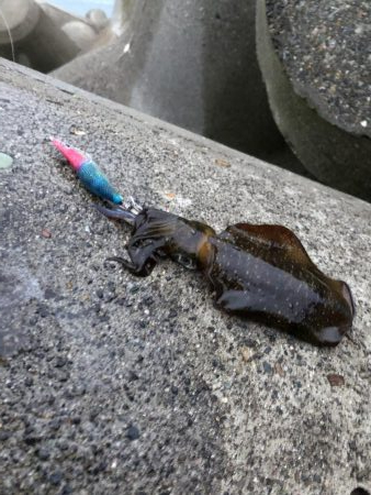 アオリイカエギング③