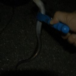 サビキ釣りからのアナゴ祭り