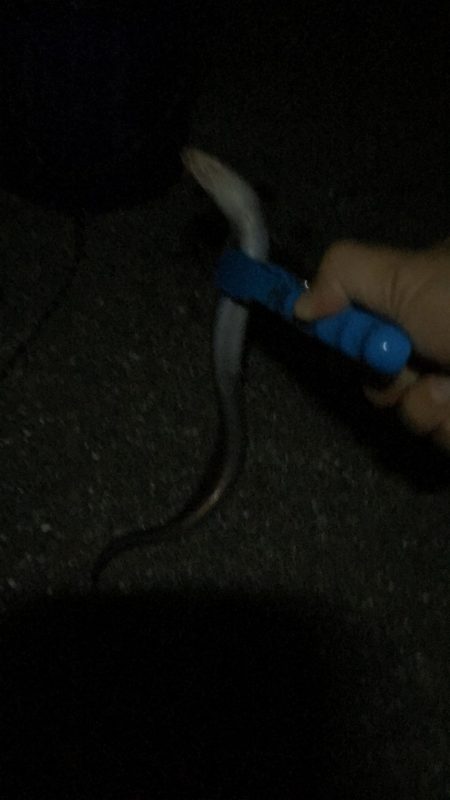 サビキ釣りからのアナゴ祭り