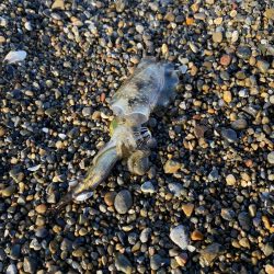 大潮のアオリイカ