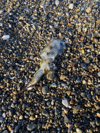 大潮のアオリイカ