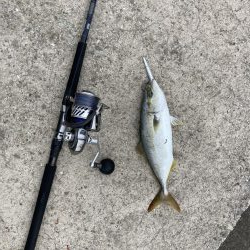 貝塚人工島 ツバス