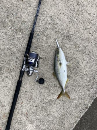 貝塚人工島 ツバス